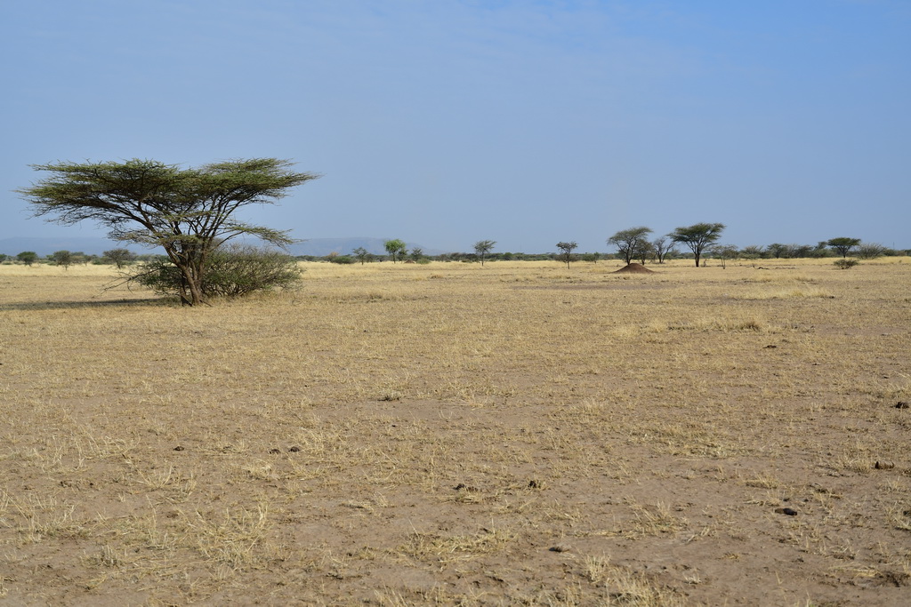 Awash National Park